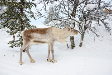 Young reindeer in the forest in winter, Lapland, Finland
