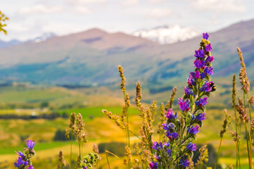 Wild flowers in the mountains. New Zealand