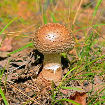   amanita rubescens mushroom