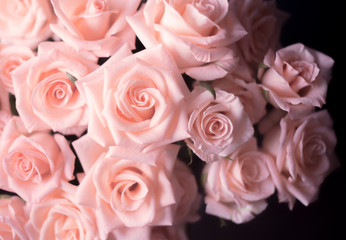 Background with beautiful pink rose