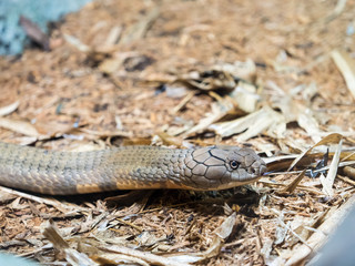 Portrait of King cobra head