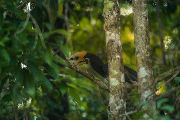 Oriental hornbill pie