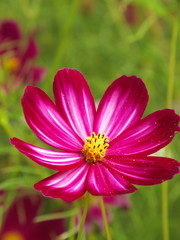 秋のコスモス畑