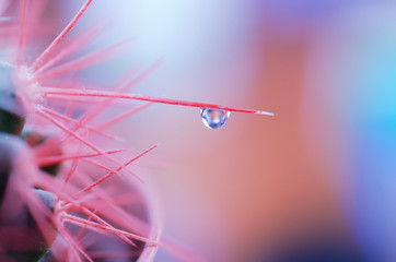 Macro shot of a tiny drop of water on a needle of a cactus against a beautiful background (very...