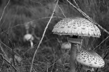 Black and White Mushrooms