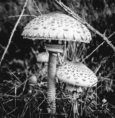 Black and White Mushrooms