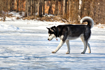 Dog breed Siberian Husky is on the frozen snow-covered pond