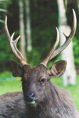 Face of the deer