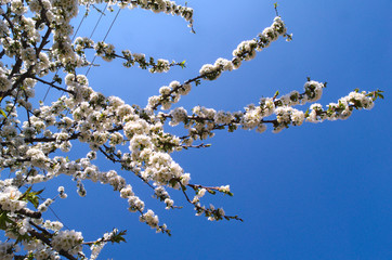 Flowering cherry tree
