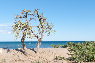 Fototapeta na wymiar Cactus in front of a beach in the mediterranean sea