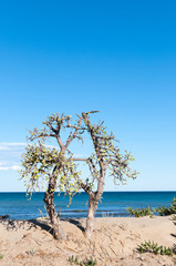 Cactus in front of a beach in the mediterranean sea