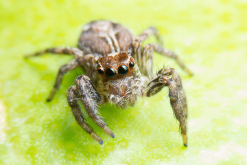 photo closeup jumping spider on leaf green.