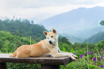 Thai brown dog with fog and mountain background