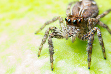 photo closeup jumping spider on leaf green.