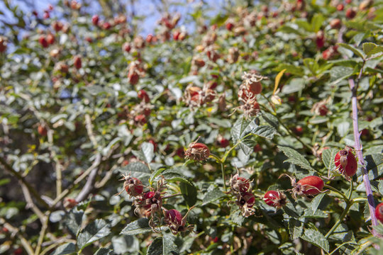 Rose hip branches with red fruits in late summer