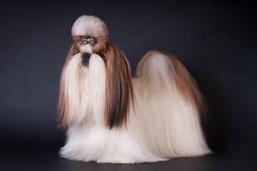 Shih tzu dog portrait at studio