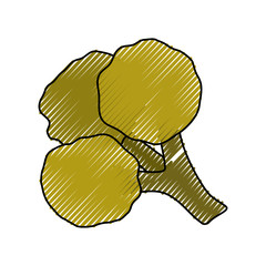 Fresh broccoli vegetable icon vector illustration graphic design