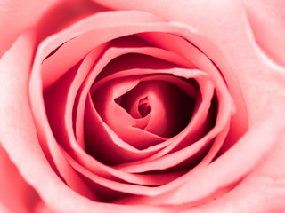 Top view and close-up image of beautiful pink rose flower with copy space. Valentine day, love and wedding concept.