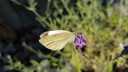 Schmetterling auf Lavendel