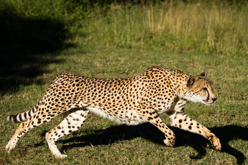 Cheetah