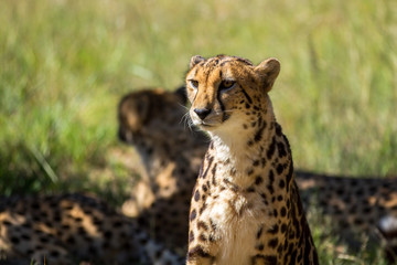 Cheetah