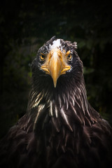 Predator eagle in full face. 