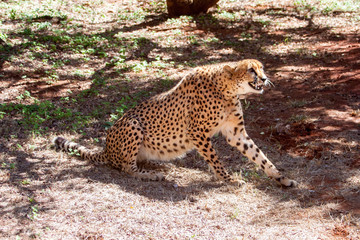 Cheetah