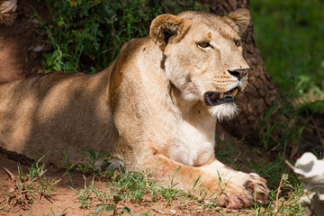 Fototapeta na wymiar Lion in Kidepo Valley National Park - Uganda