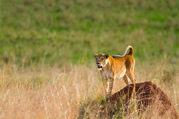 Lion in Kidepo Valley National Park - Uganda