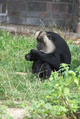Affe