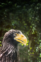 Eagle with huge yellow beak