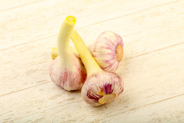 Garlic