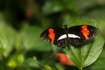 Beautiful butterfly, insect on green nature floral background, photographed at Schmetterlinghaus, Butterfly museum in Austria