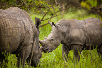 Rhino - Ziwa Rhino Sanctuary - Uganda