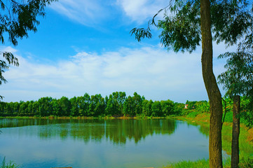 The trees along the lake