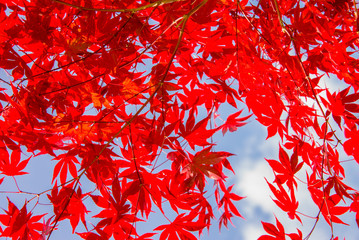 Red colorful autumnal maple leaves, blue sky background - Autumn concept © Delphotostock