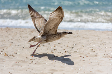 Seagull on the beach lifts off