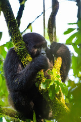 Mountain gorilla - Bwindi Impenetrable N. P. - Uganda