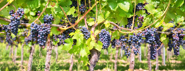 Close up on red black grapes in a vineyard, panoramic background, grape harvest concept