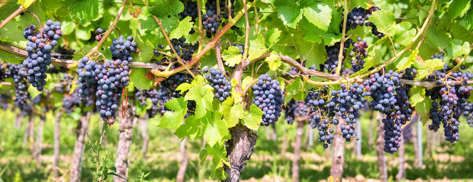 Fototapeta Close up on red black grapes in a vineyard, panoramic background, grape harvest concept