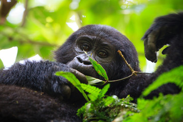 Mountain gorilla - Bwindi Impenetrable N. P. - Uganda