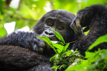 Mountain gorilla - Bwindi Impenetrable N. P. - Uganda
