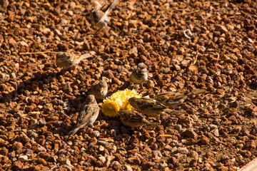 Sparrows