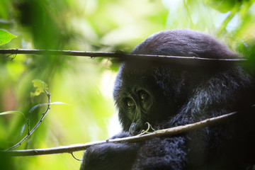 Mountain gorilla - Bwindi Impenetrable N. P. - Uganda