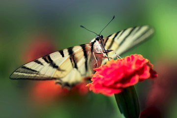 butterfly on flower