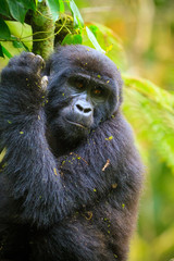 Mountain gorilla - Bwindi Impenetrable N. P. - Uganda