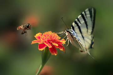 butterfly on flower