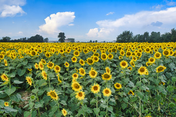 Fototapeta premium Country landscape near Castell'Arquato