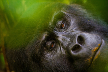 Mountain gorilla - Bwindi Impenetrable N. P. - Uganda