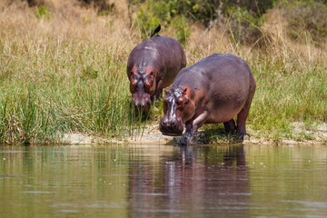 Hippos in Murchison Falls N.P. - Uganda
